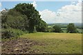 Field above Chiselcombe Copse