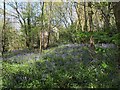 Bluebells in woodland near Troy Mills