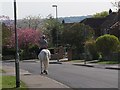 Urban horse rider