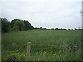 Crop field near Little Orton