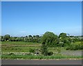 Wooded wetland on the west side of the Keady Road