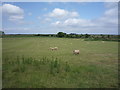 NY2051 : Sheep grazing, Ellercarr Bridge by JThomas