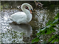 Lone Mute Swan in Park near River Lea, Ware, Hertfordshire