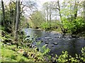 River  Nidd  downstream  from  Darley