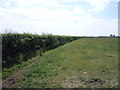 Grazing and hedgerow near Calvo