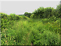 Overgrown track east of Tallentire Hill