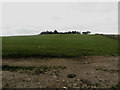 Grassland north of Millstone Moor