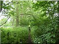 Footpath to Claytonwood Farm