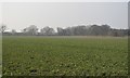 TL4155 : A field of crops by N Chadwick