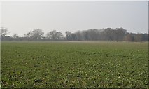 TL4155 : A field of crops by N Chadwick