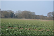 TL4155 : Field near Roman Hill by N Chadwick
