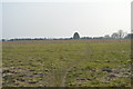 TL4155 : Grassland near Roman Hill by N Chadwick