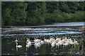 A Bevy of Swans on the Wear