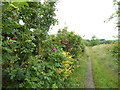 Bridleway goes west towards the A273