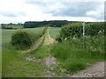 Footpath to Combs Wood