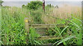 Foot bridge almost hidden by reeds