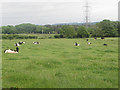 Cattle near Rowmoor farm