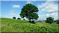 Farmland dotted with oaks