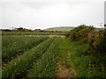 Daffodil Crop near Chycandra