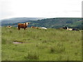 Cows on Mynydd Farteg Fach