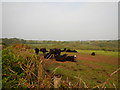 Cattle Farming near Bellowal Farm