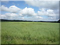 Oilseed rape crop, Fernyrig