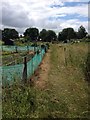 Wicken Allotments