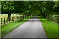 SZ3596 : Tree-lined avenue at Pylewell Park by David Martin