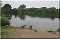 Backwell Lake and waterfowl, Backwell