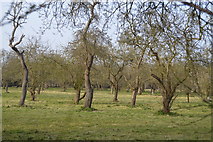TL4155 : Orchard, Roman Hill by N Chadwick