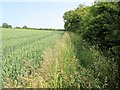 Footpath along edge of wheat field