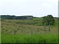 Looking across Kirkwhelpington Common