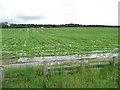 NY7317 : Arable crop growing through polythene, south of the A66 by Christine Johnstone