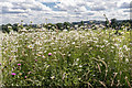 Wildflower Meadow, Broomfield Park, London N13