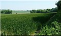 SU5125 : Wheat field with St John's Copse beyond by Christine Johnstone