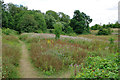 Waste land north of M25, Merstham