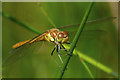 TQ0160 : Common Darter, Horsell Common by Alan Hunt