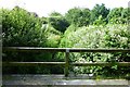 Verdant stream banks