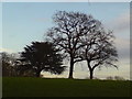 Trees east of Lime Walk