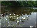 NS3980 : Water-crowfoot in the River Leven by Lairich Rig