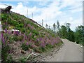 NY2030 : Foxgloves in a felled area, Wythop Woods by Christine Johnstone