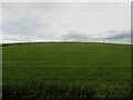 NY0635 : Grass field on the edge of Dearham by Graham Robson