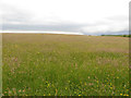 NY0534 : Hay meadow north west of Harker Marsh by Graham Robson