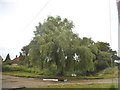 Willow tree by the A283, Fisherstreet