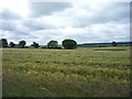 NT9546 : Crop field near Shoresdean by JThomas