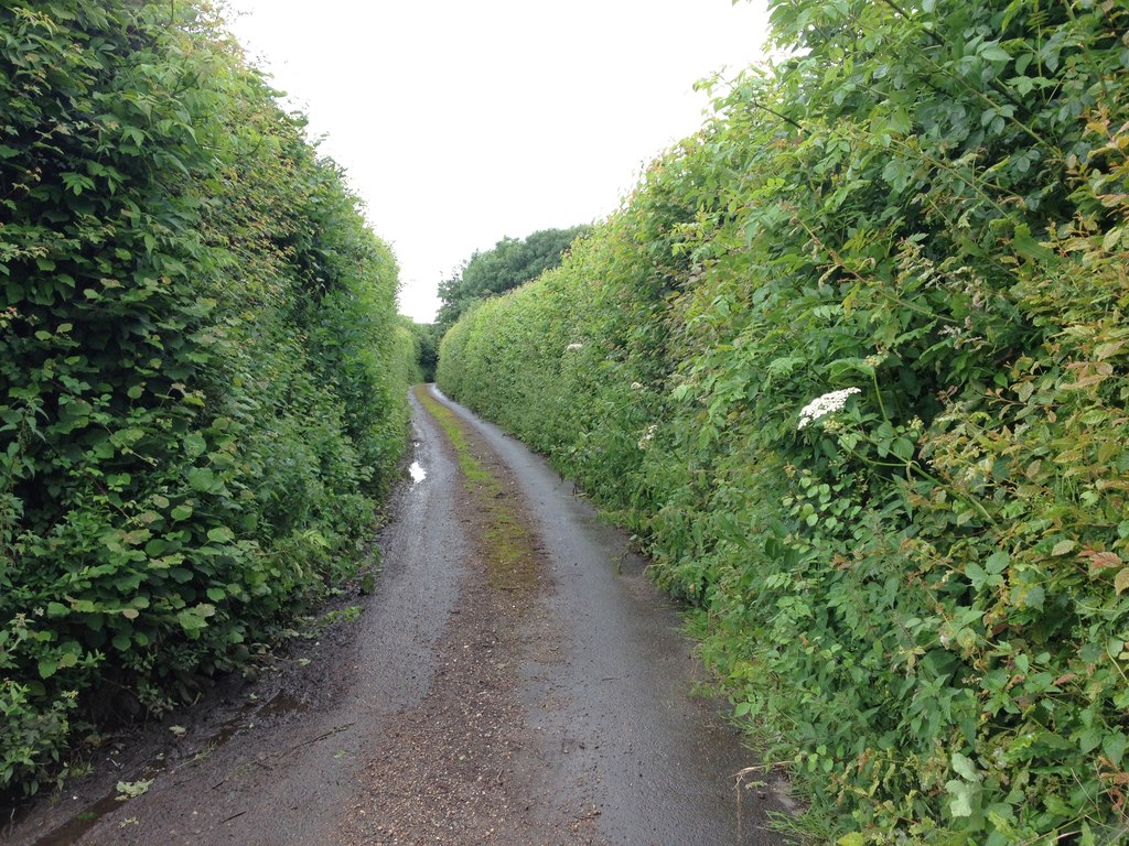 Unnamed lane leading to Holly Bushes,... © Chris Whippet :: Geograph ...