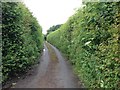 Unnamed lane leading to Holly Bushes, near Milstead