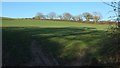 Field near Ethy Barton