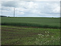 Crop field near Greenlaw Walls