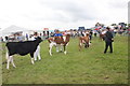 SJ7177 : Calf Judging at the Royal Cheshire Show by Jeff Buck